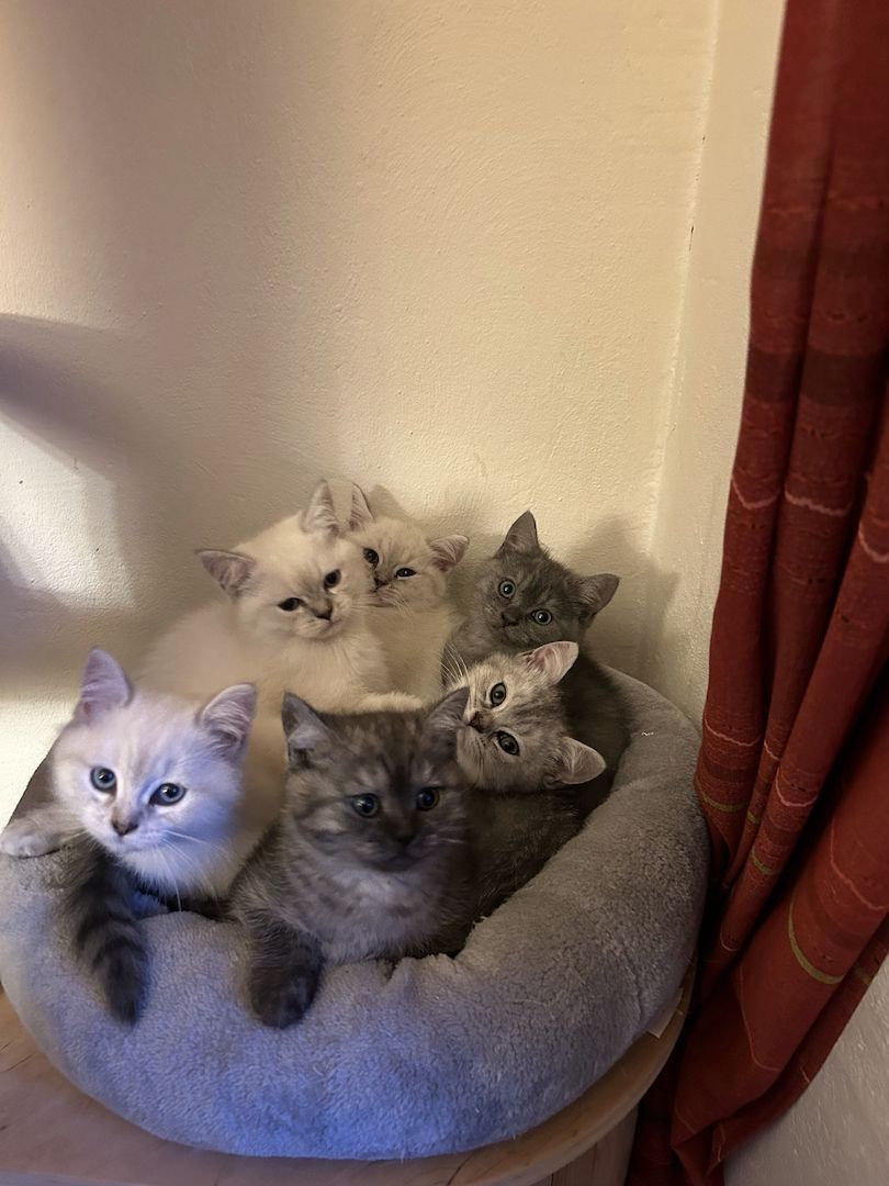 BKH Kitten in silver shaded point mit blauen Augen und black smoke