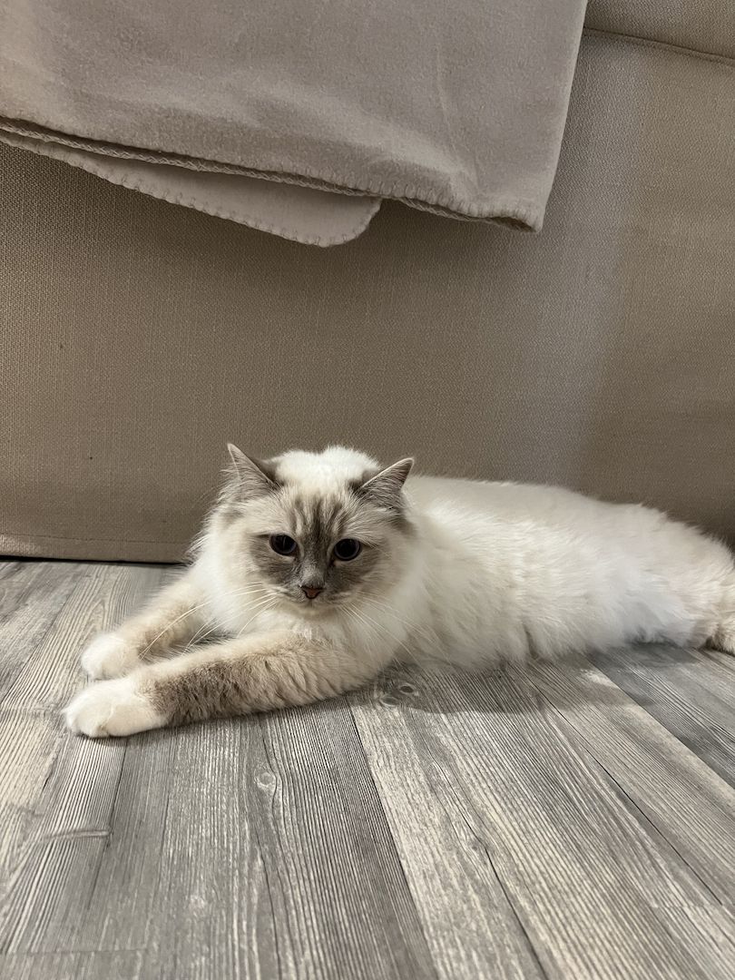 Geschwisterpaar Heilige Birma/ Neva Masqurade