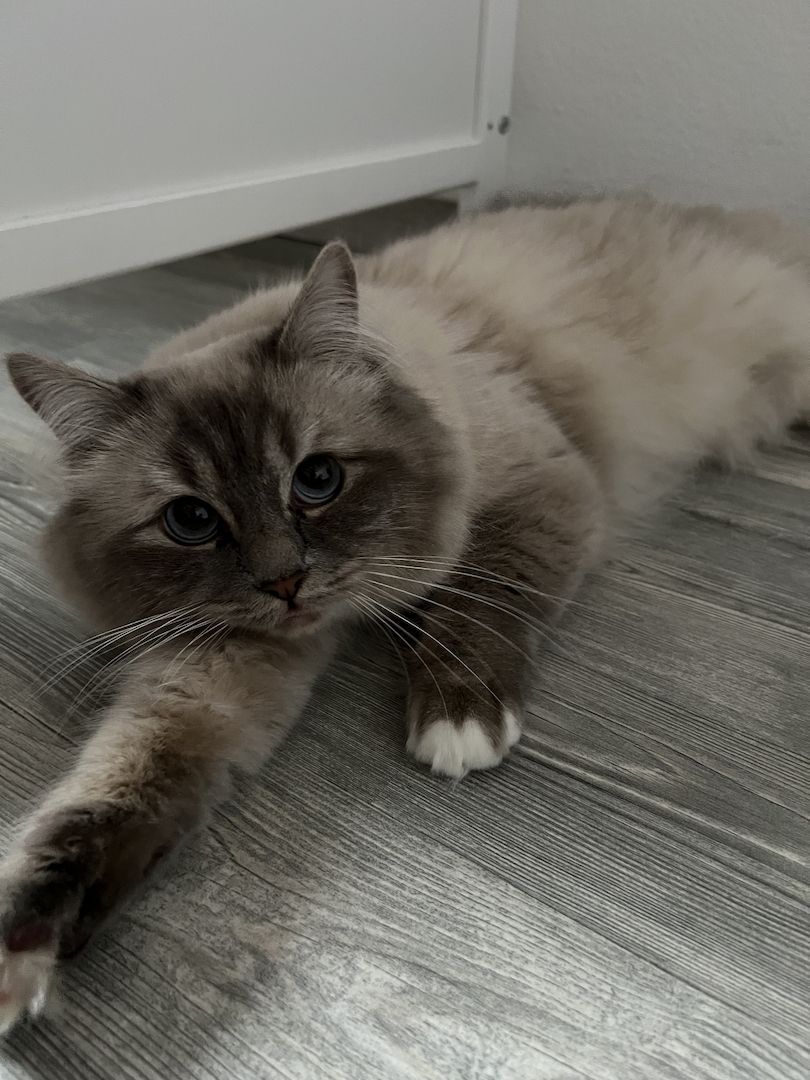 Geschwisterpaar Heilige Birma/ Neva Masqurade