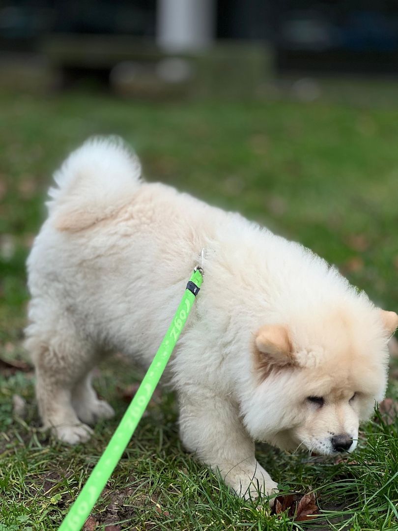 Chow Chow Chow Chow