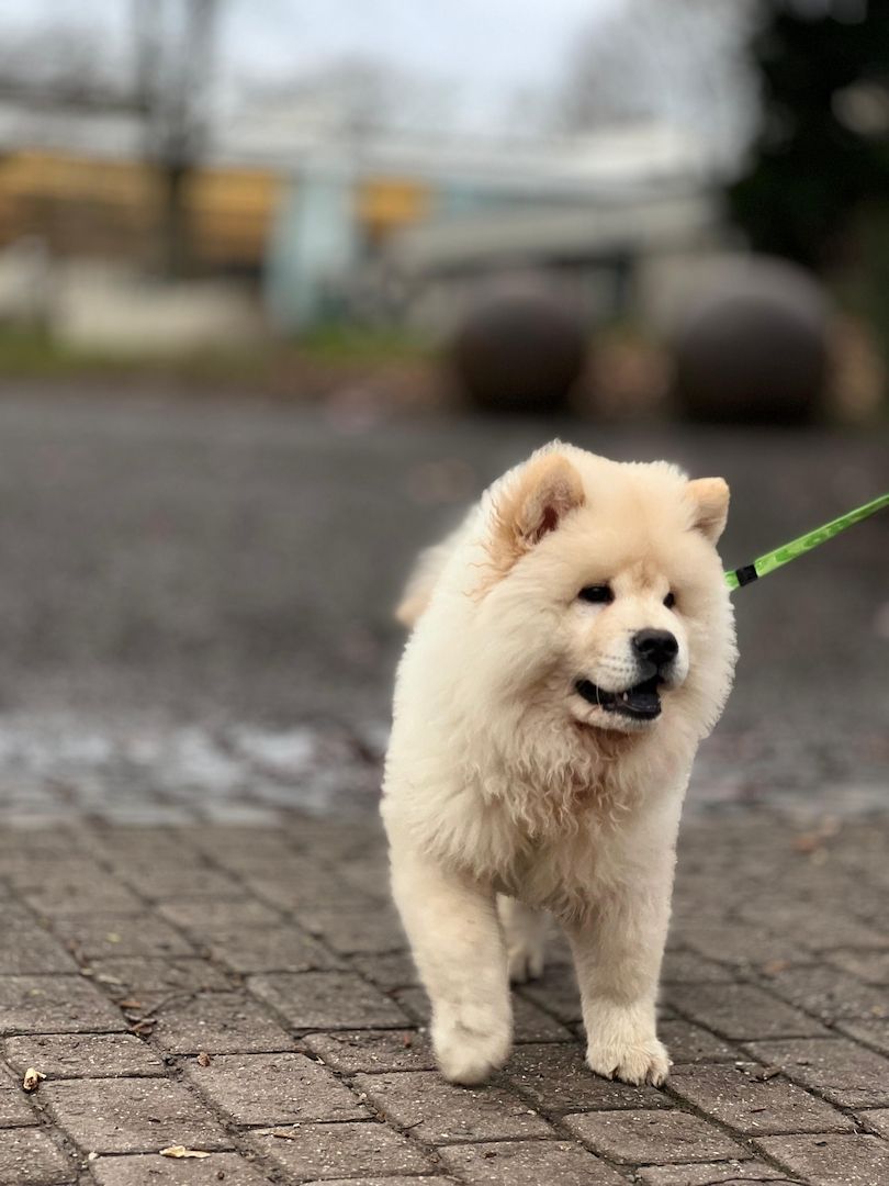 Chow Chow Chow Chow