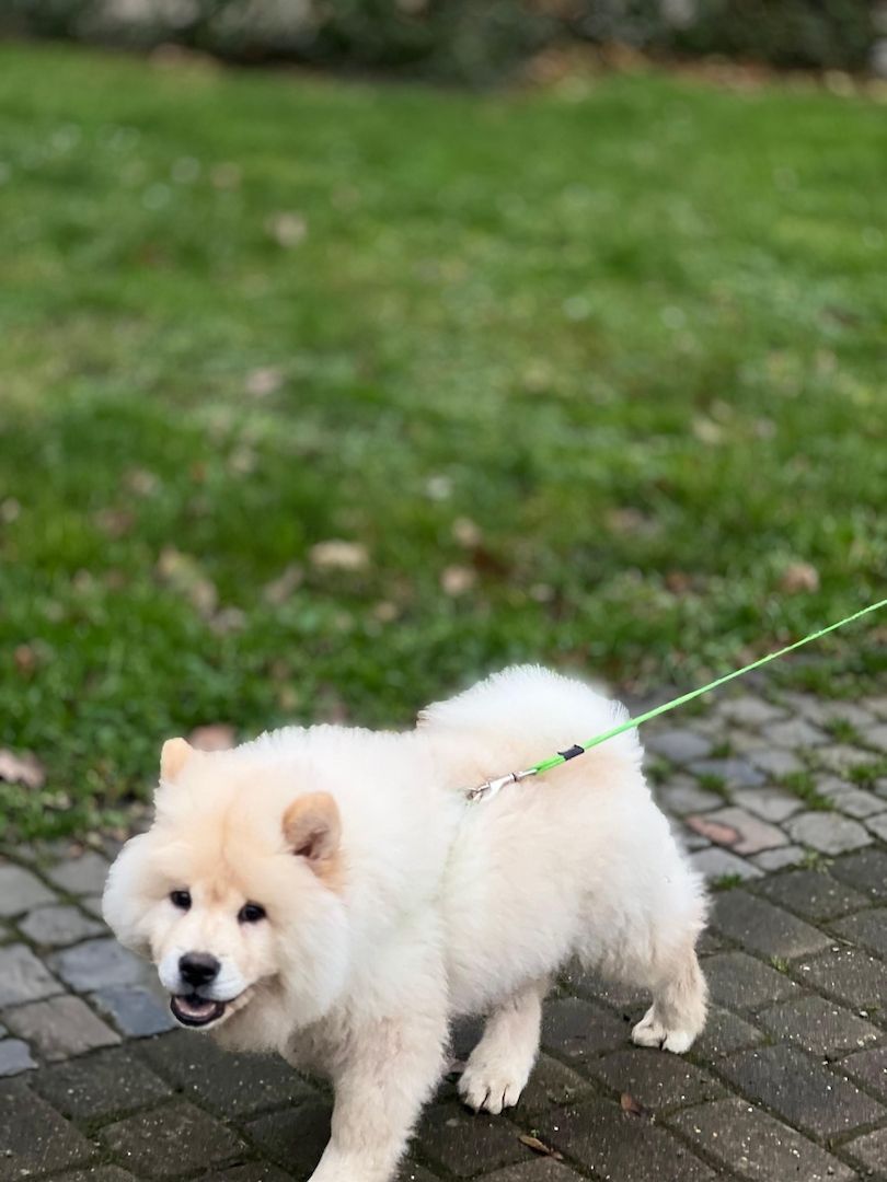 Chow Chow Chow Chow