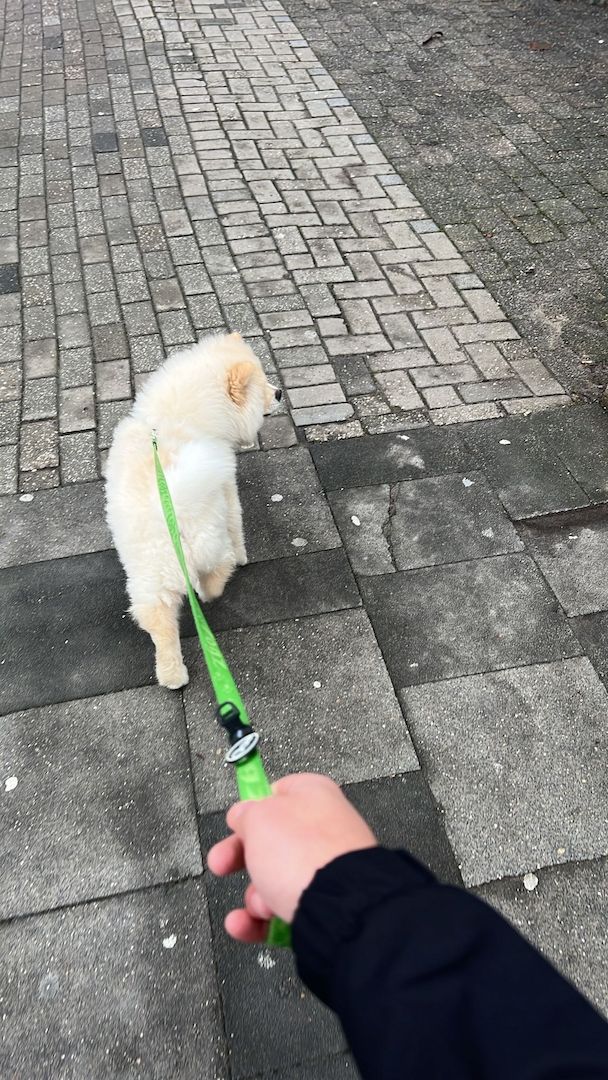 Chow Chow Chow Chow