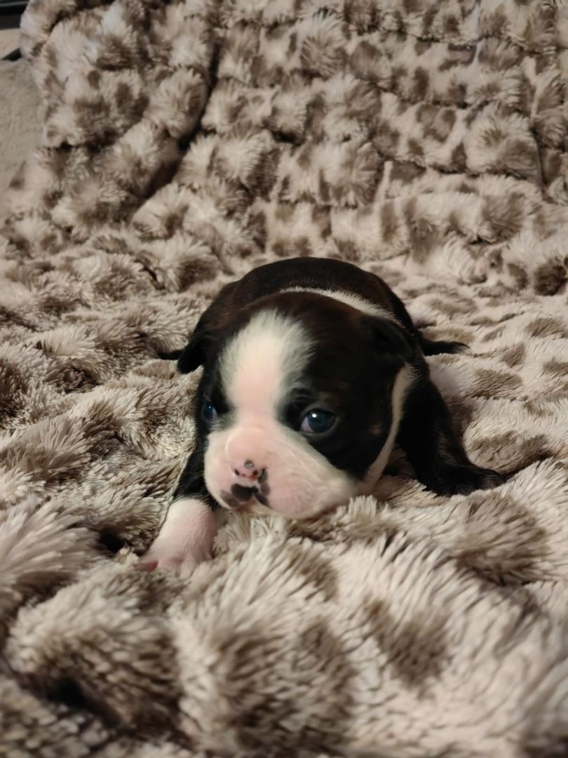 Boston Terrier Welpe