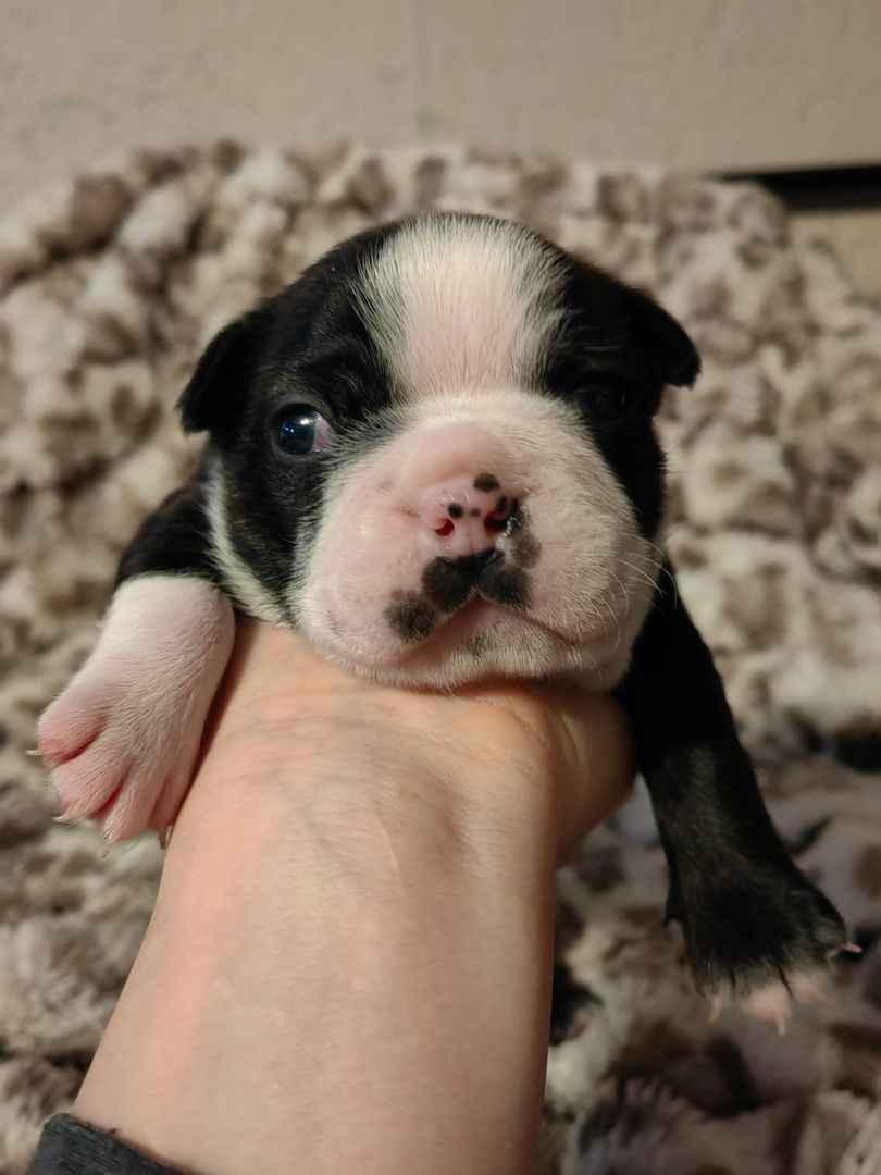 Boston Terrier Welpe