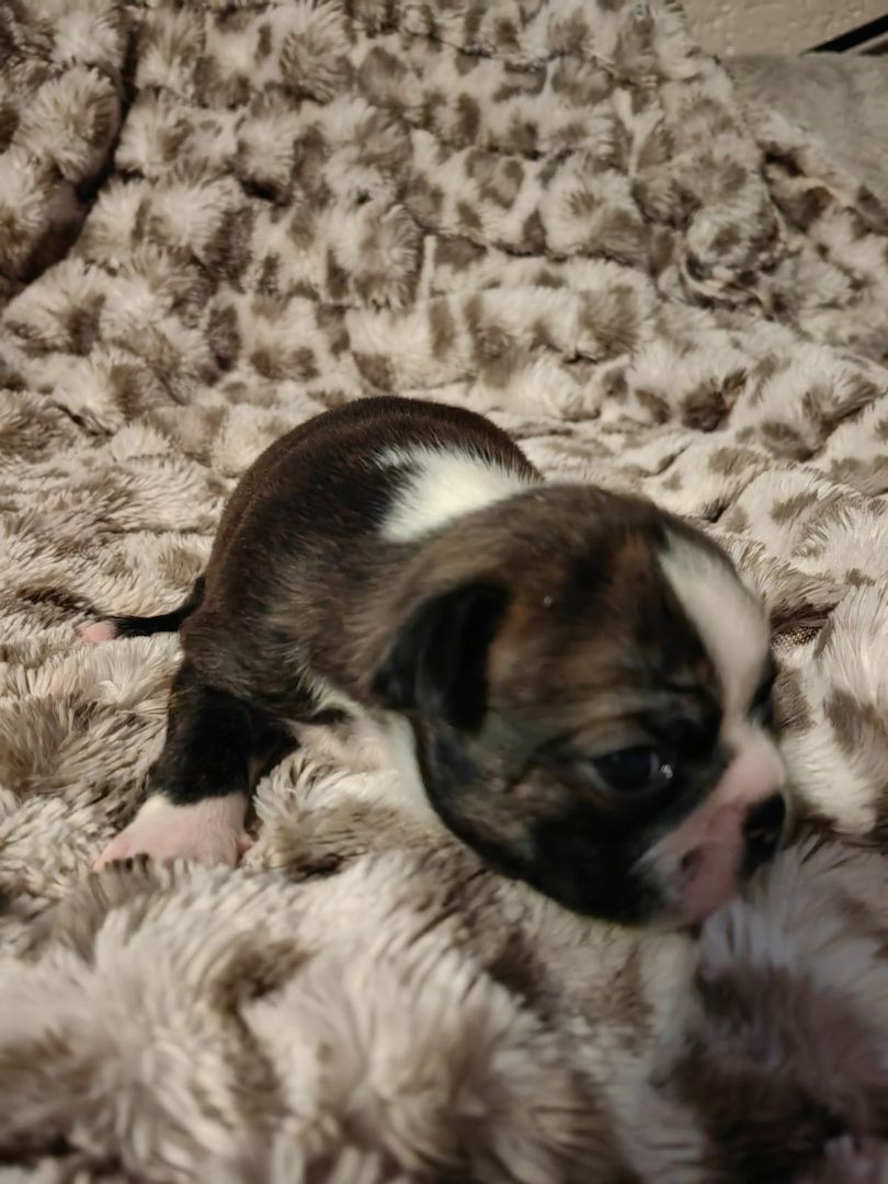 Boston Terrier Welpe