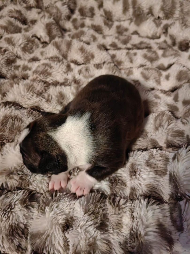 Boston Terrier Welpe