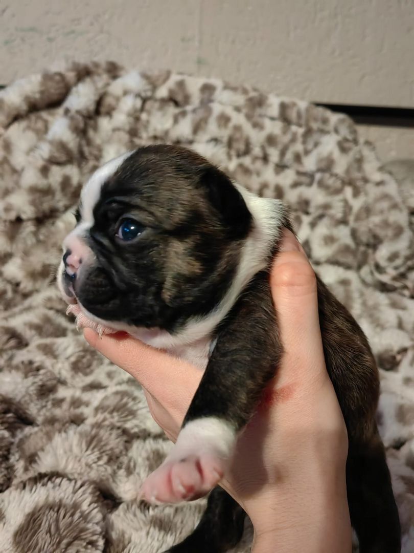 Boston Terrier Welpe