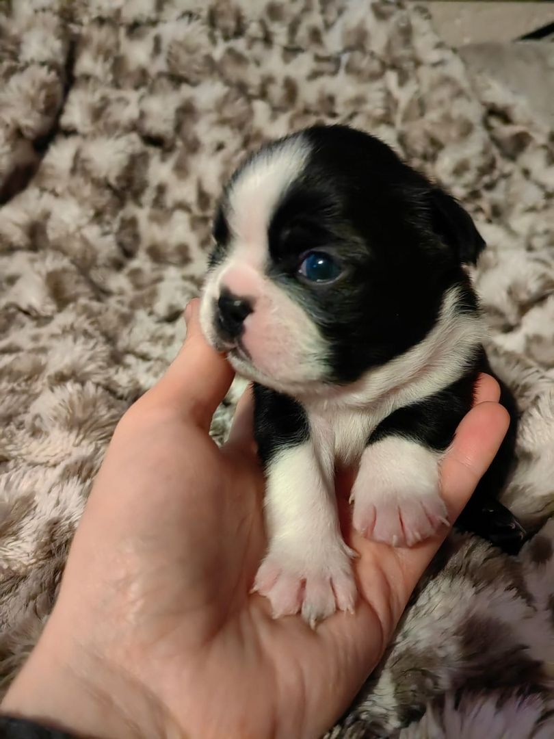 Boston Terrier Welpe