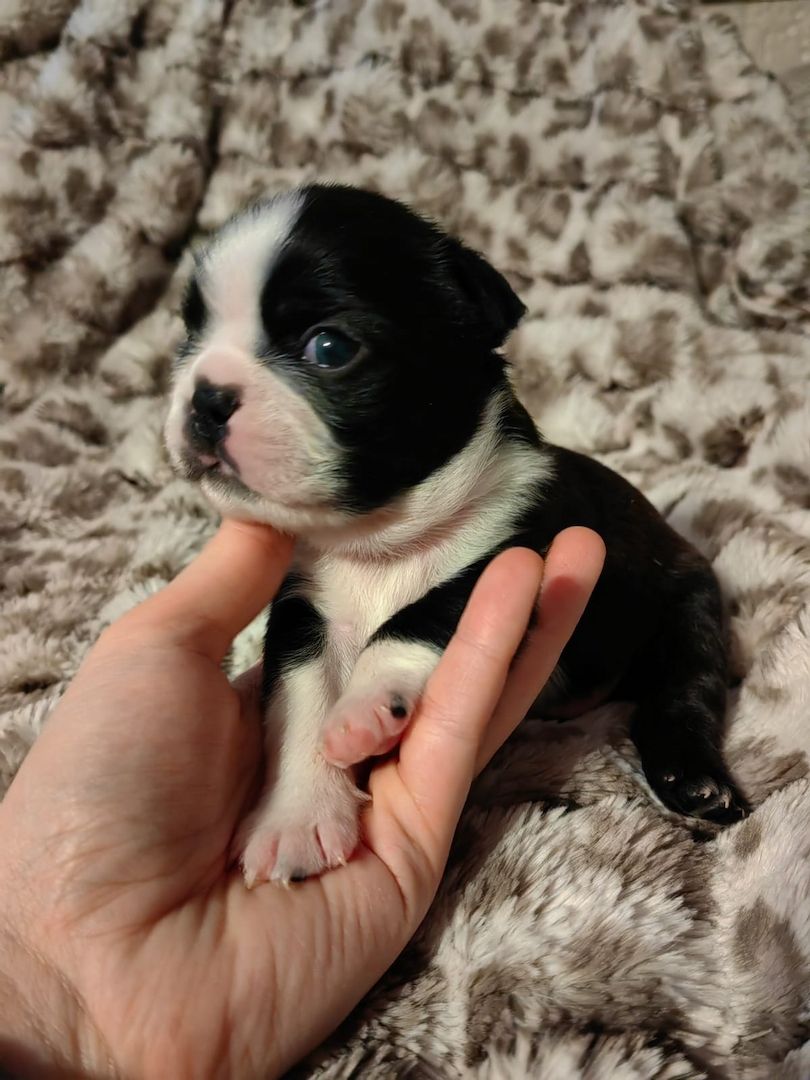 Boston Terrier Welpe