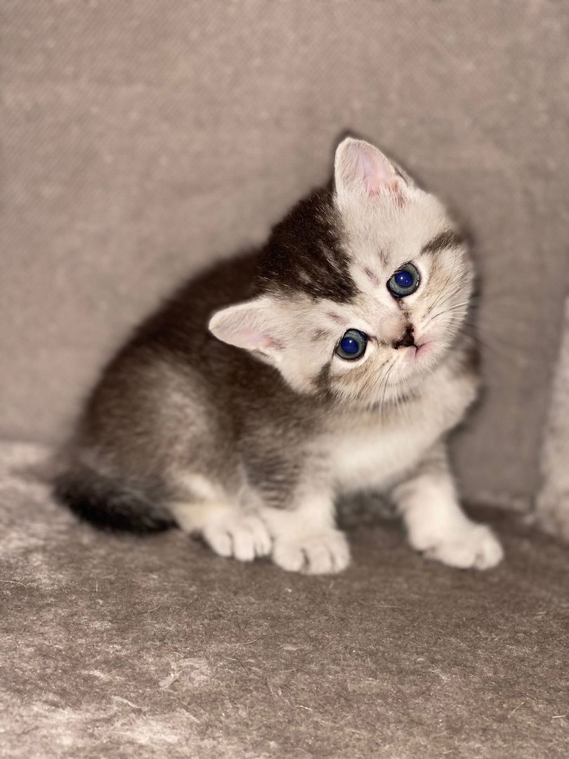 BKH kitten Silver tabby