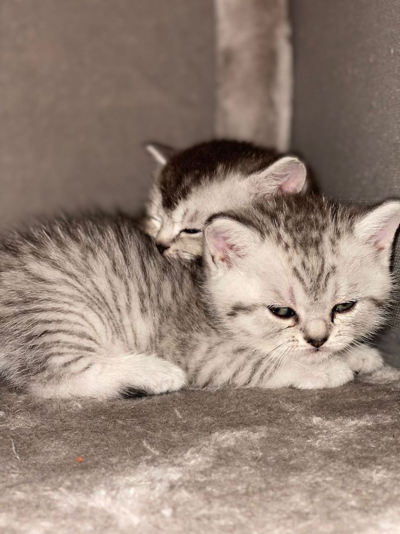 BKH kitten Silver tabby