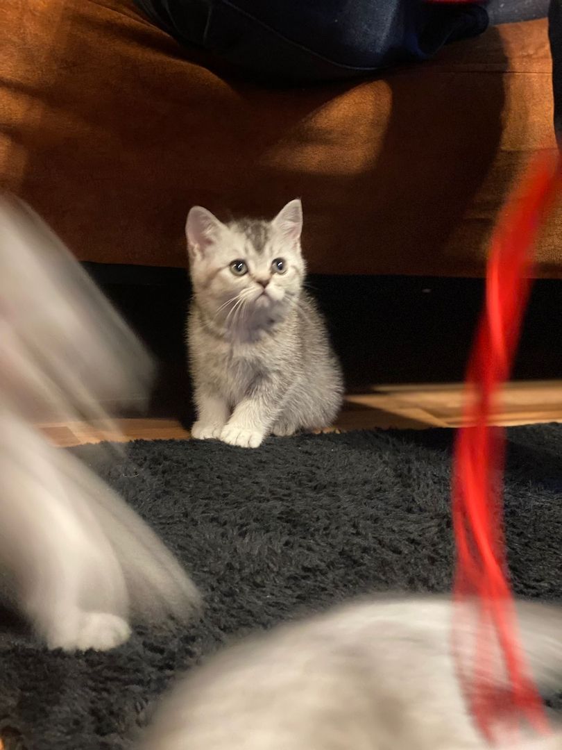 BKH kitten Silver tabby