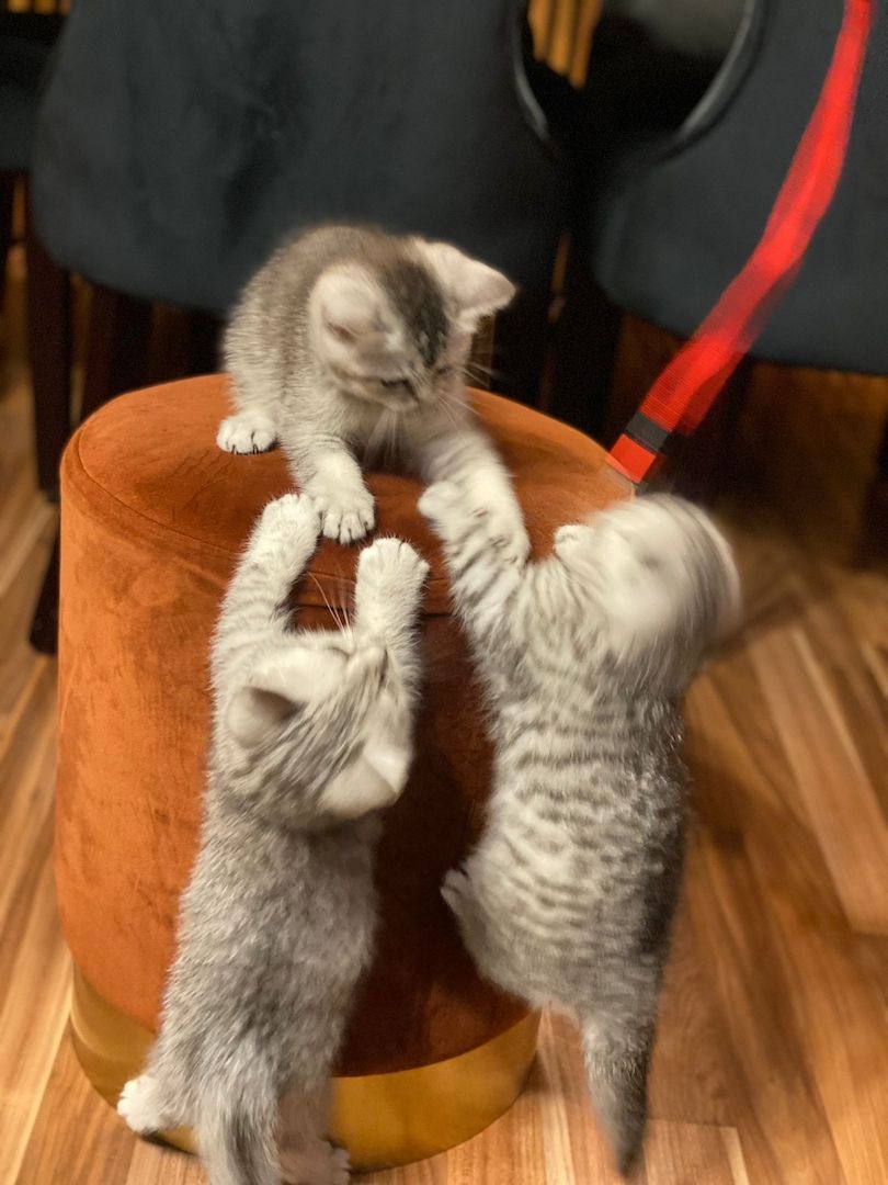 BKH kitten Silver tabby