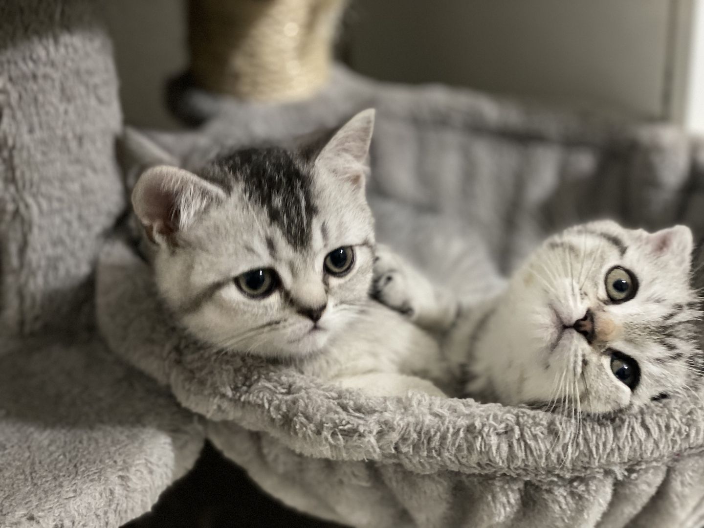 BKH kitten Silver tabby