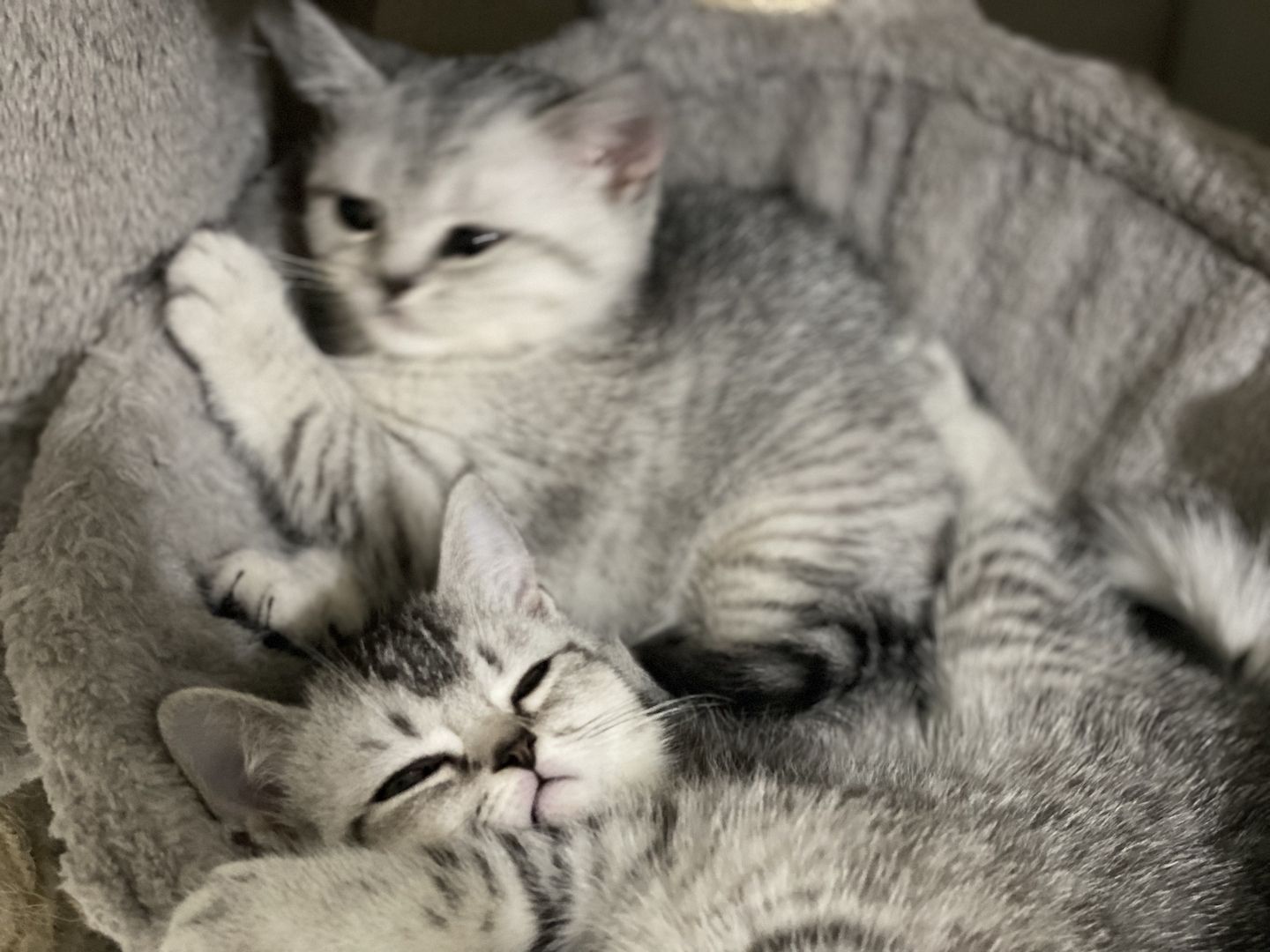 BKH kitten Silver tabby