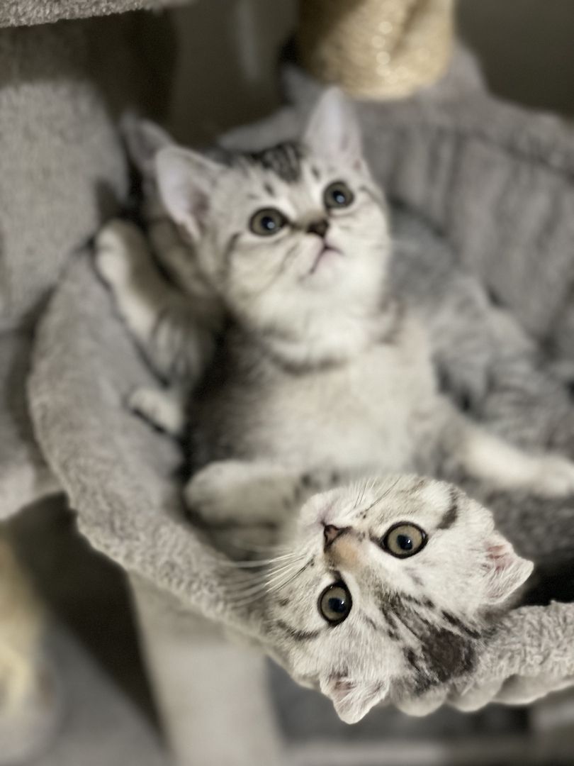 BKH kitten Silver tabby