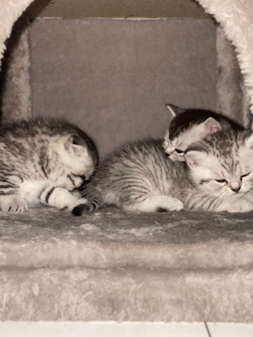 BKH kitten Silver tabby