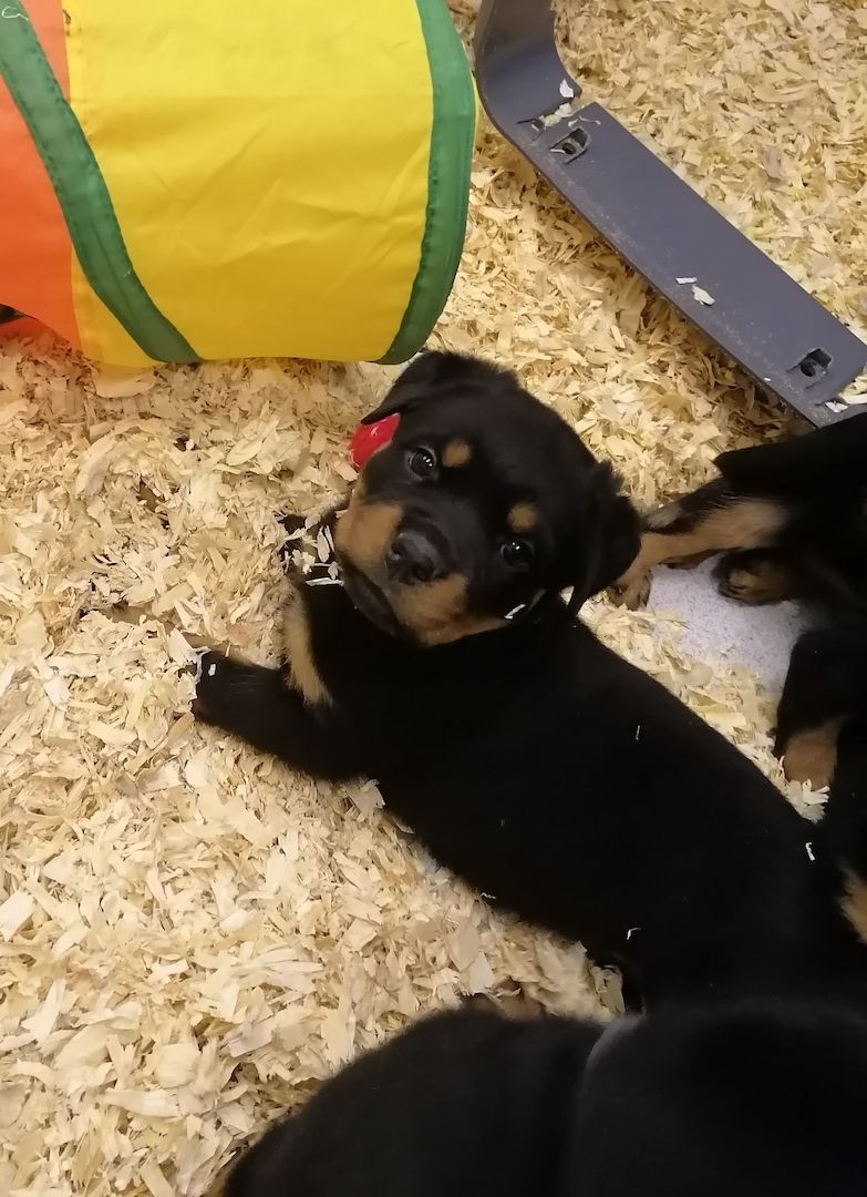 Rottweiler Welpen reinrassig