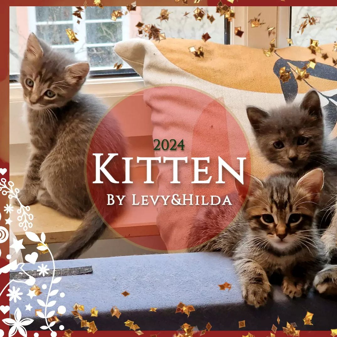 Süße Kätzchen | Russisch Blau und Norweger/Birma mix Süße Kätzchen | Russisch Blau und Norweger/Birma mix