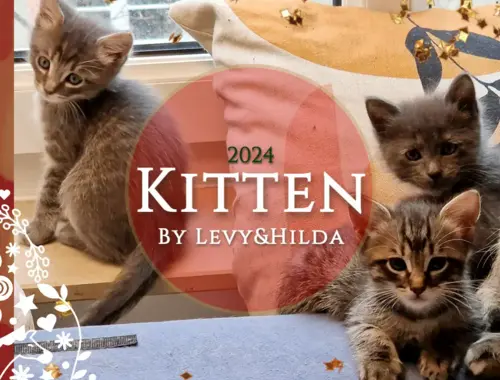 Süße Kätzchen | Russisch Blau und Norweger/Birma mix