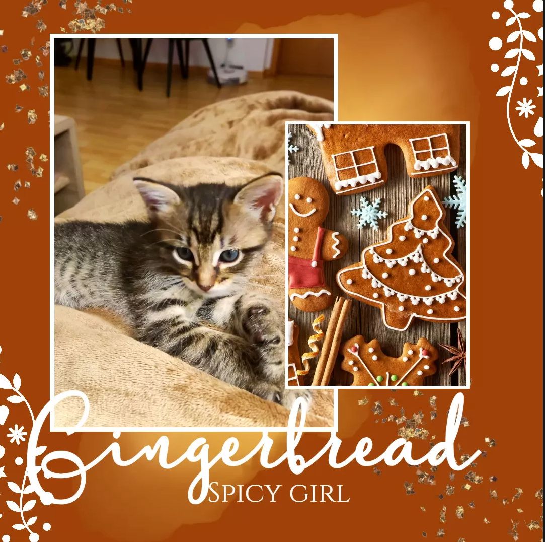 Süße Kätzchen | Russisch Blau und Norweger/Birma mix Süße Kätzchen | Russisch Blau und Norweger/Birma mix