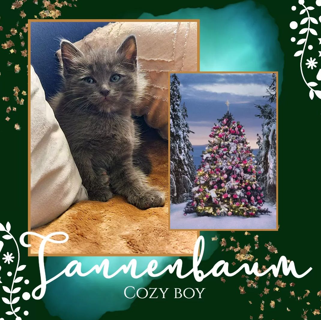 Süße Kätzchen | Russisch Blau und Norweger/Birma mix Süße Kätzchen | Russisch Blau und Norweger/Birma mix