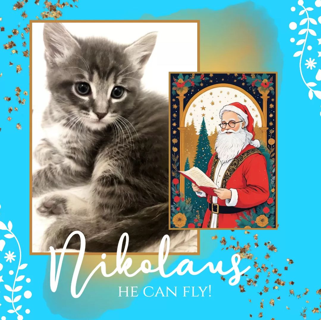 Süße Kätzchen | Russisch Blau und Norweger/Birma mix Süße Kätzchen | Russisch Blau und Norweger/Birma mix