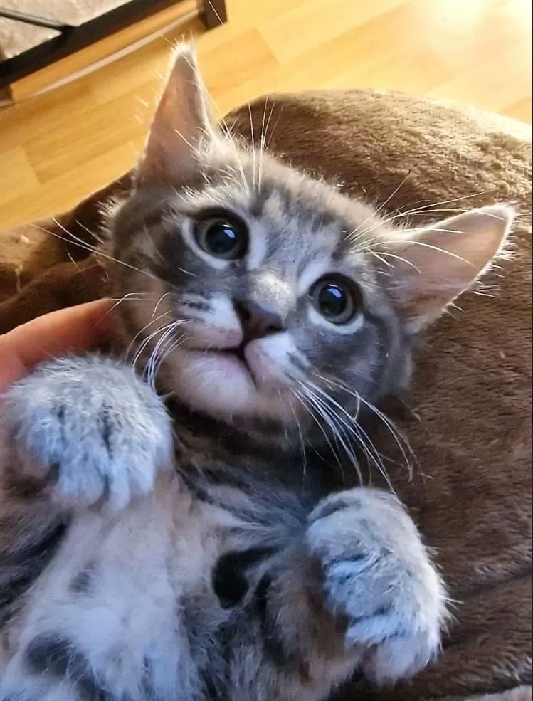 Süße Kätzchen | Russisch Blau und Norweger/Birma mix Süße Kätzchen | Russisch Blau und Norweger/Birma mix