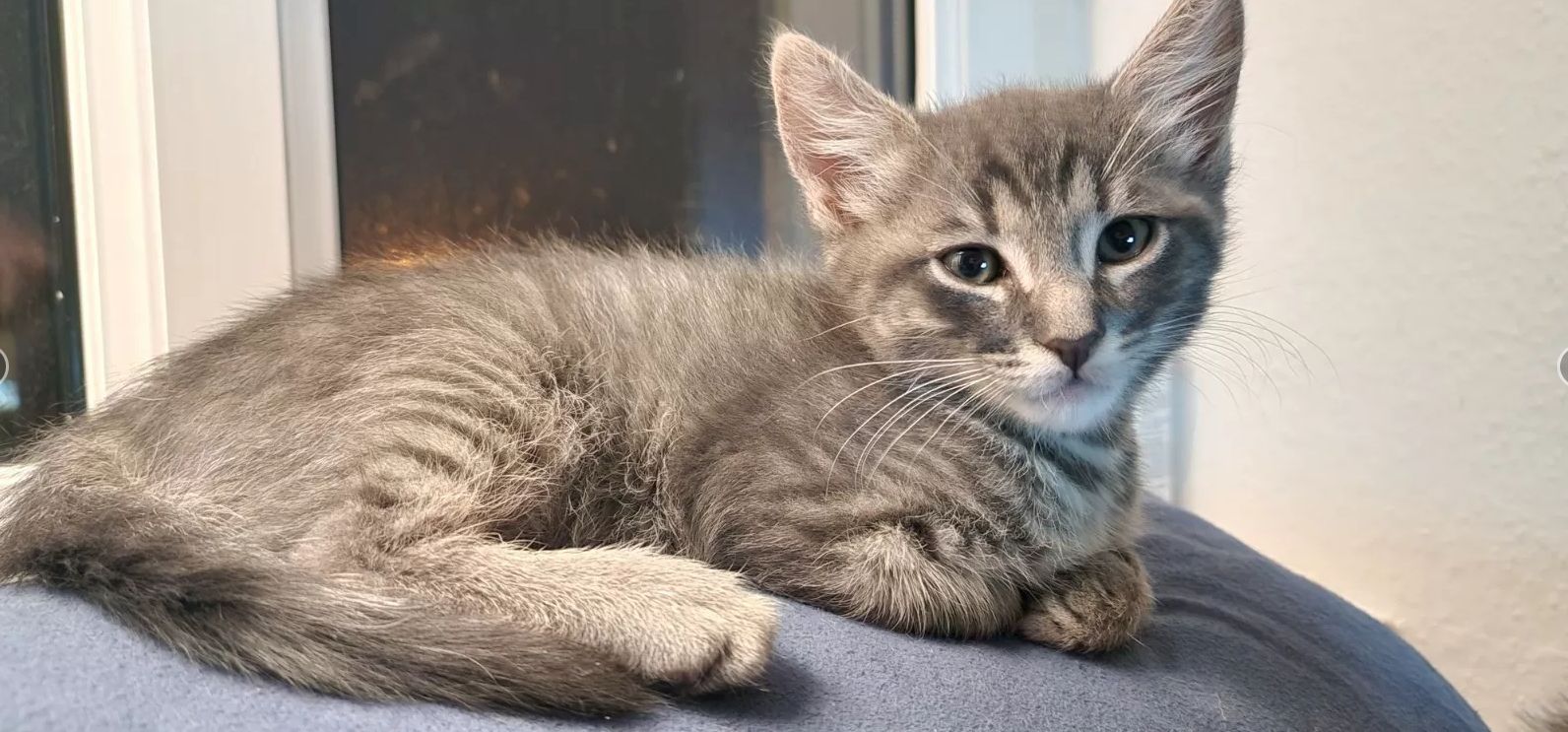 Süße Kätzchen | Russisch Blau und Norweger/Birma mix Süße Kätzchen | Russisch Blau und Norweger/Birma mix