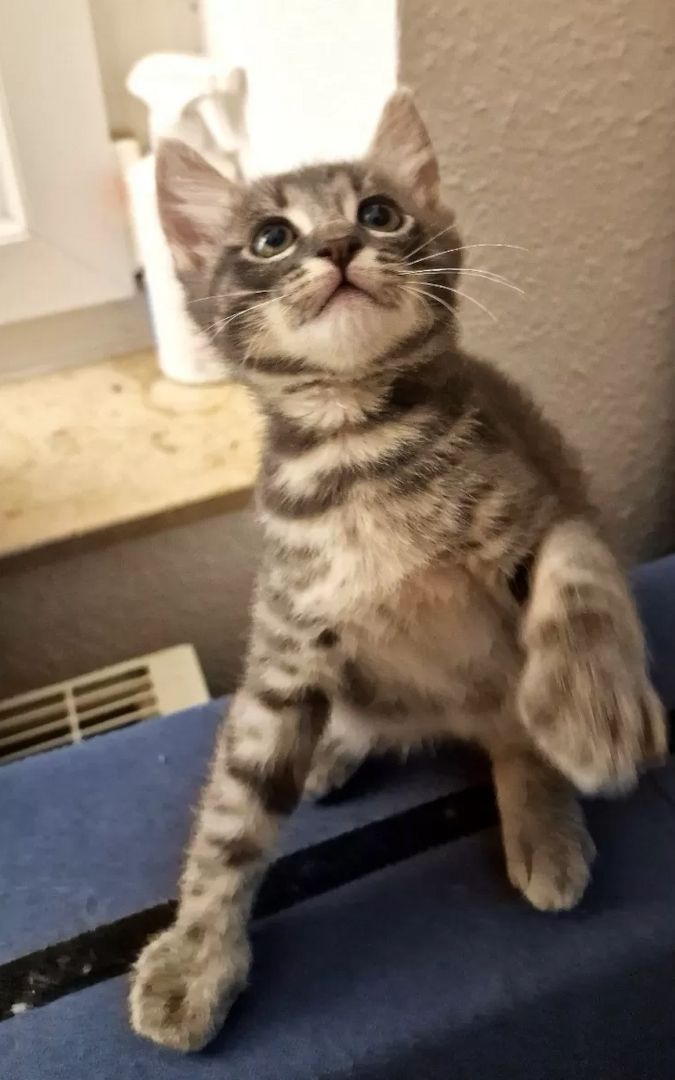 Süße Kätzchen | Russisch Blau und Norweger/Birma mix Süße Kätzchen | Russisch Blau und Norweger/Birma mix