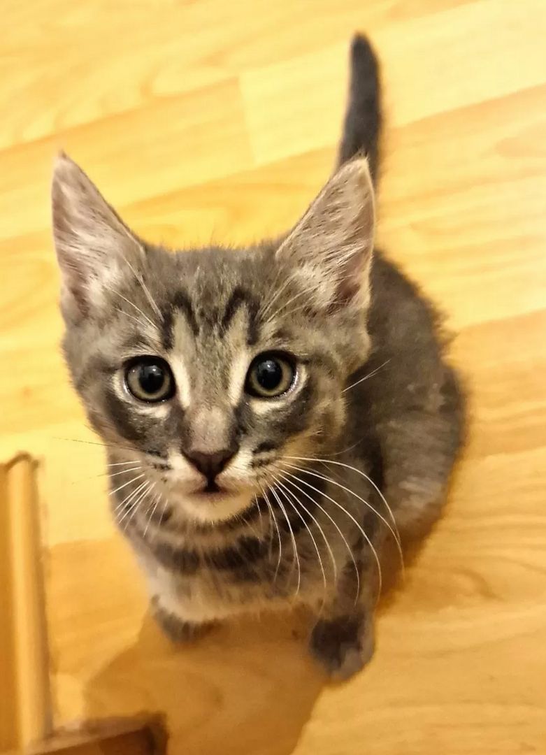 Süße Kätzchen | Russisch Blau und Norweger/Birma mix Süße Kätzchen | Russisch Blau und Norweger/Birma mix