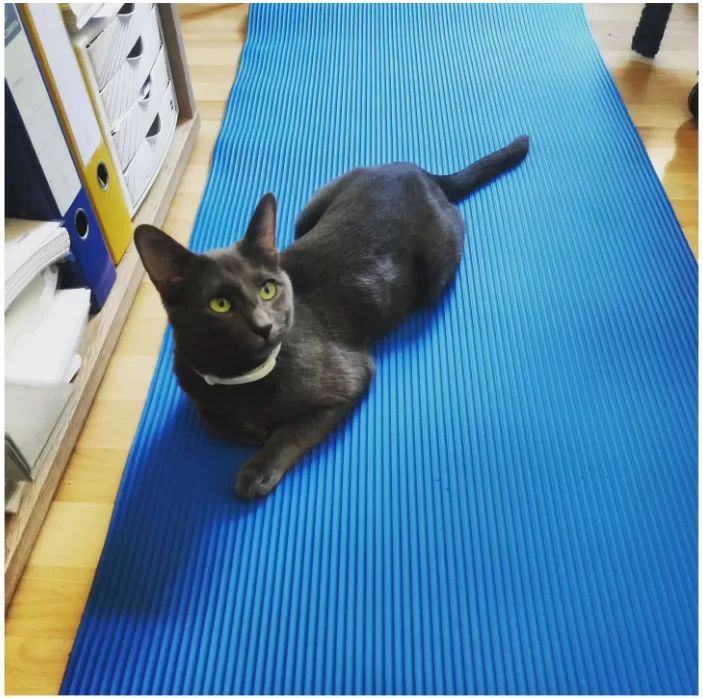 Süße Kätzchen | Russisch Blau und Norweger/Birma mix Süße Kätzchen | Russisch Blau und Norweger/Birma mix