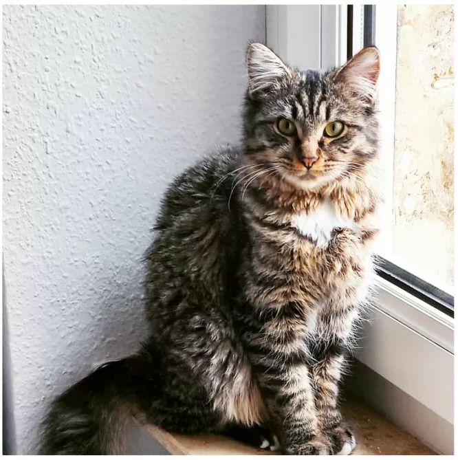 Süße Kätzchen | Russisch Blau und Norweger/Birma mix Süße Kätzchen | Russisch Blau und Norweger/Birma mix