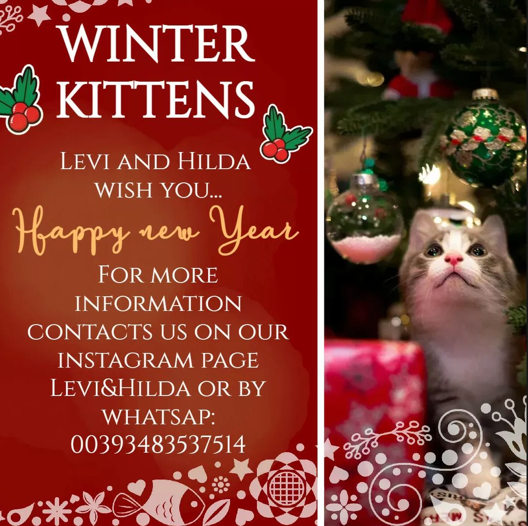 Süße Kätzchen | Russisch Blau und Norweger/Birma mix Süße Kätzchen | Russisch Blau und Norweger/Birma mix