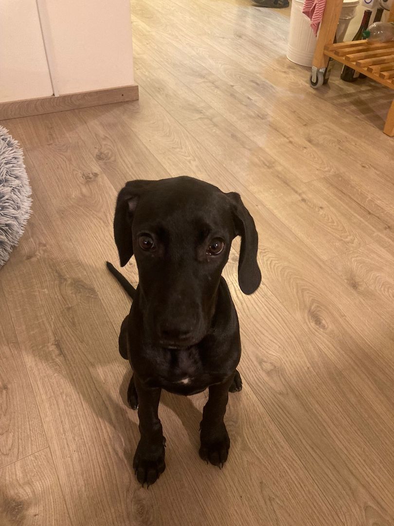 Weimaraner x Rhodesian Ridgeback Welpen Weimaraner x Rhodesian Ridgeback Welpen