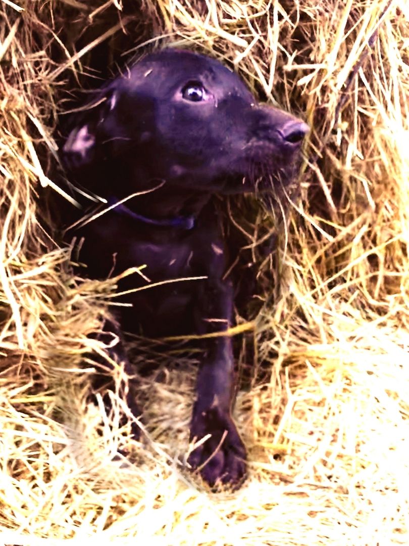Weimaraner x Rhodesian Ridgeback Welpen Weimaraner x Rhodesian Ridgeback Welpen