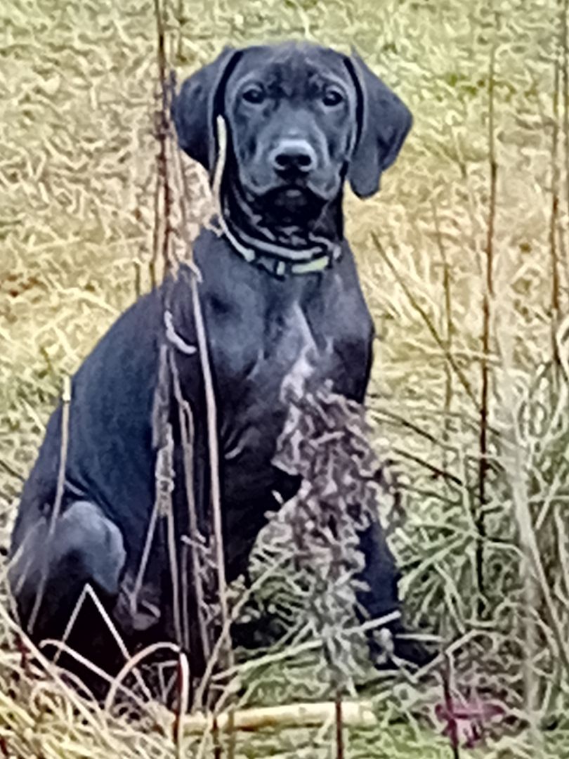 Weimaraner x Rhodesian Ridgeback Welpen Weimaraner x Rhodesian Ridgeback Welpen