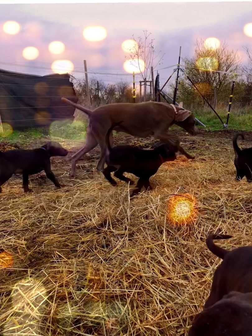 Weimaraner x Rhodesian Ridgeback Welpen Weimaraner x Rhodesian Ridgeback Welpen