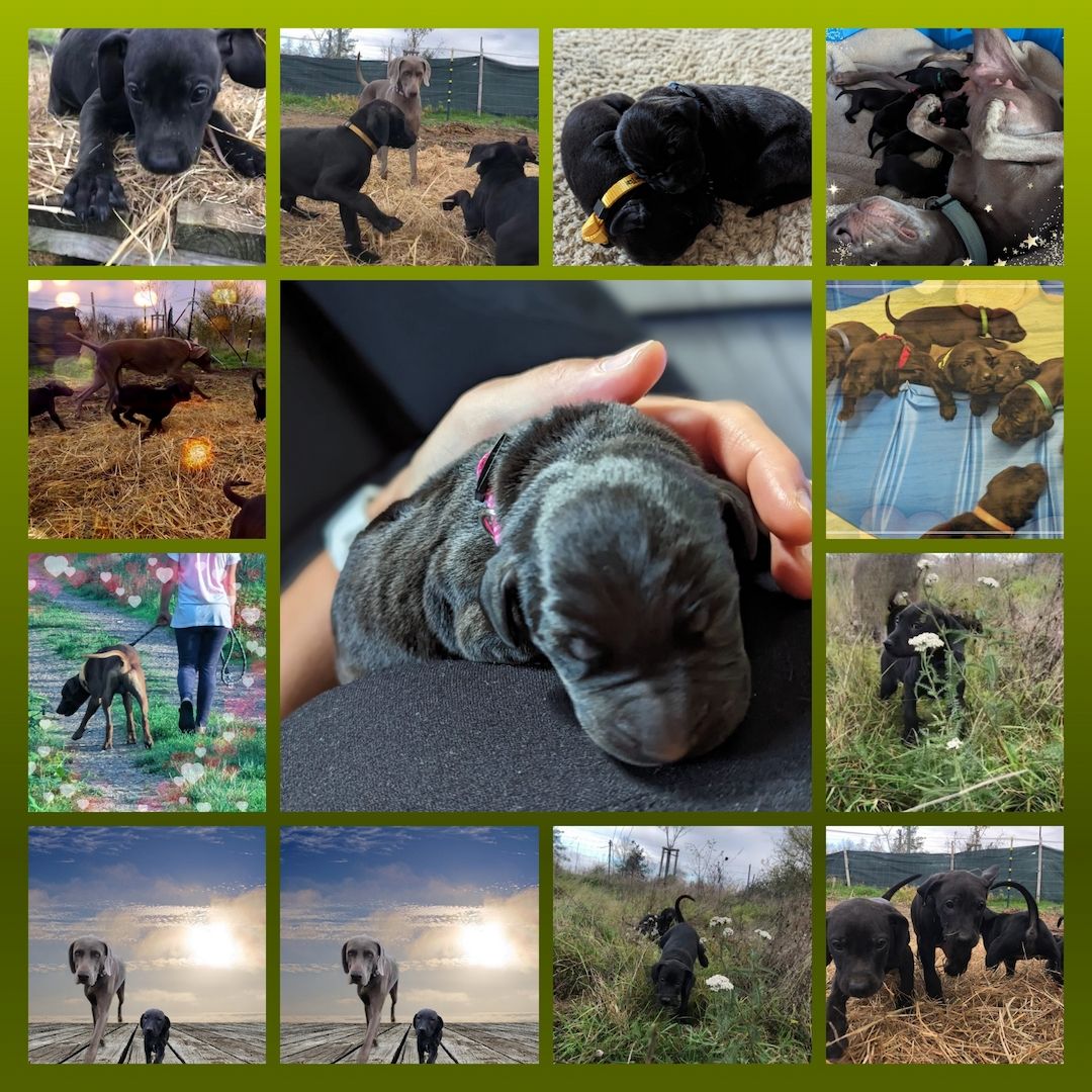 Weimaraner x Rhodesian Ridgeback Welpen Weimaraner x Rhodesian Ridgeback Welpen