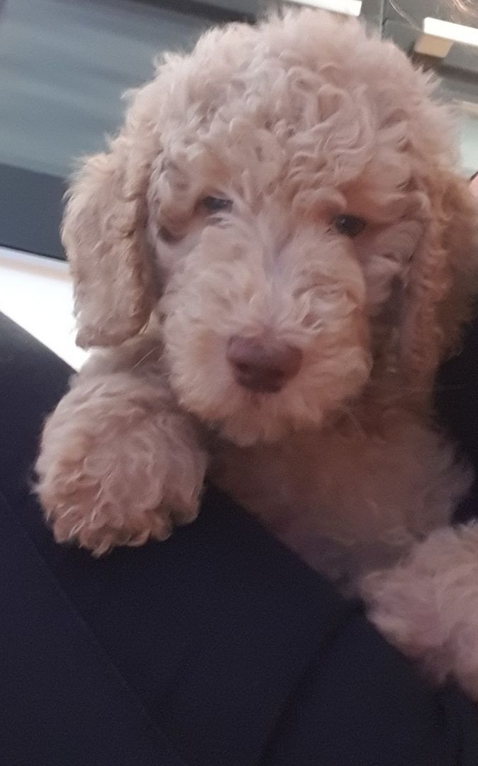 Liebe Königspudel Großpudel Welpen/ Pudel / Königspudelwelpen/ Großpudelwelpen 