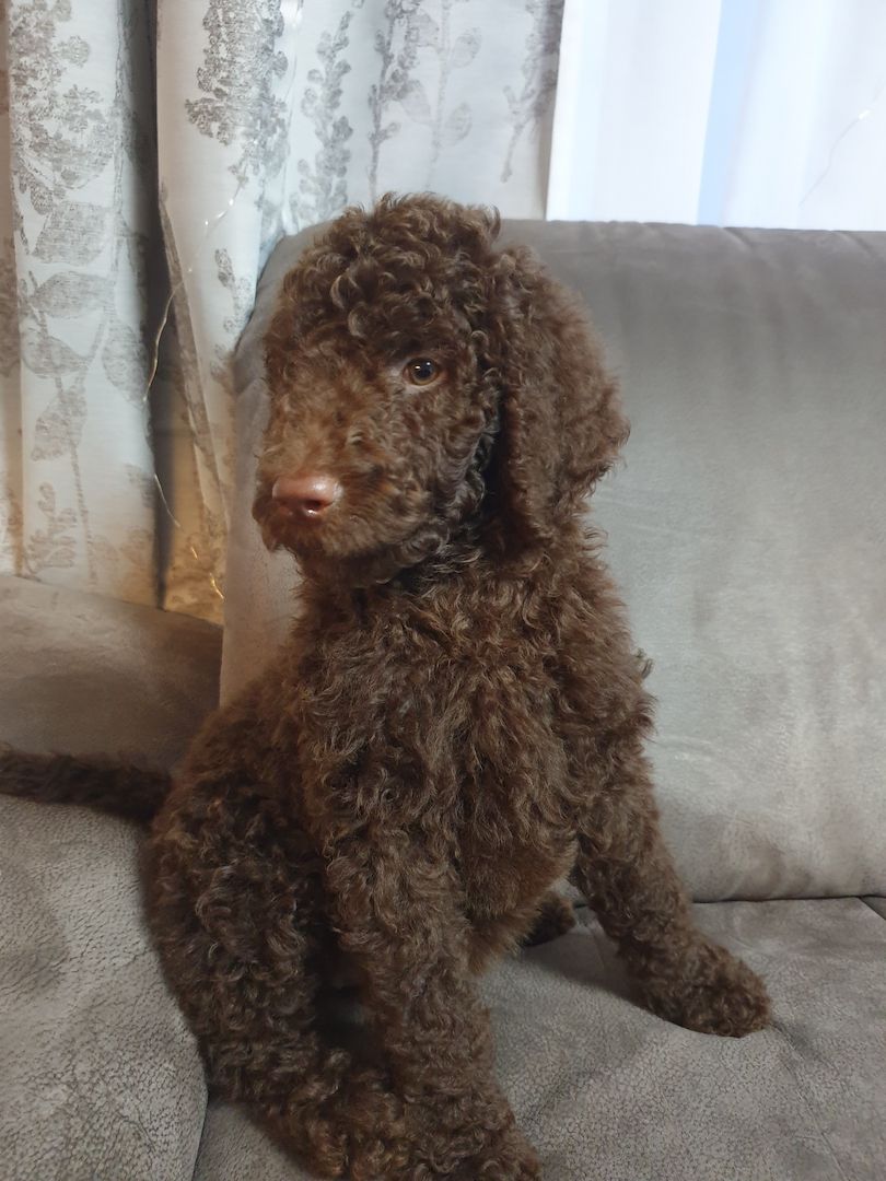 Liebe Königspudel Großpudel Welpen/ Pudel / Königspudelwelpen/ Großpudelwelpen 