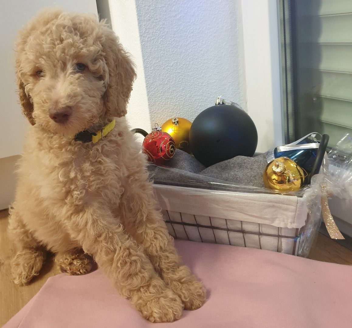 Liebe Königspudel Großpudel Welpen/ Pudel / Königspudelwelpen/ Großpudelwelpen 