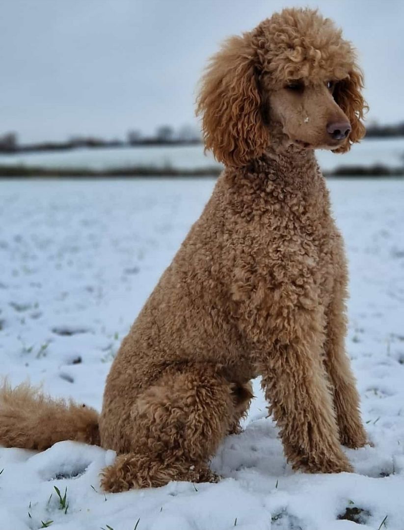 Liebe Königspudel Großpudel Welpen/ Pudel / Königspudelwelpen/ Großpudelwelpen 