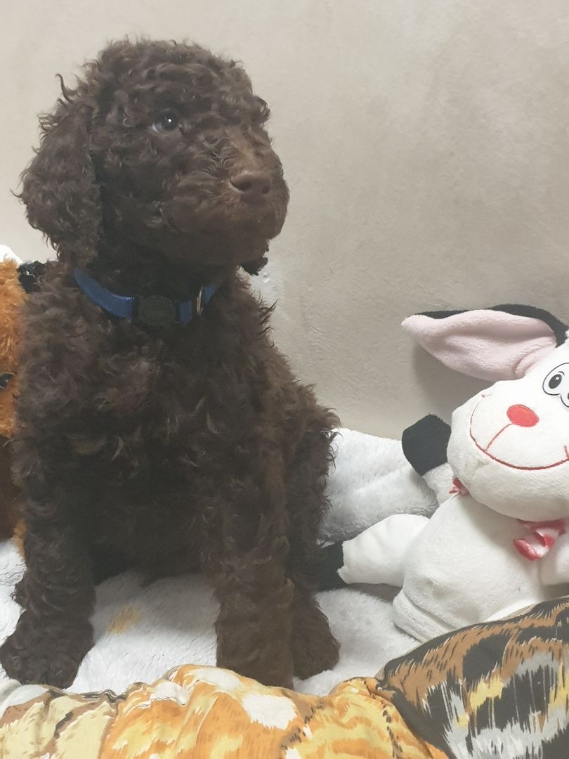 Liebe Königspudel Großpudel Welpen/ Pudel / Königspudelwelpen/ Großpudelwelpen 