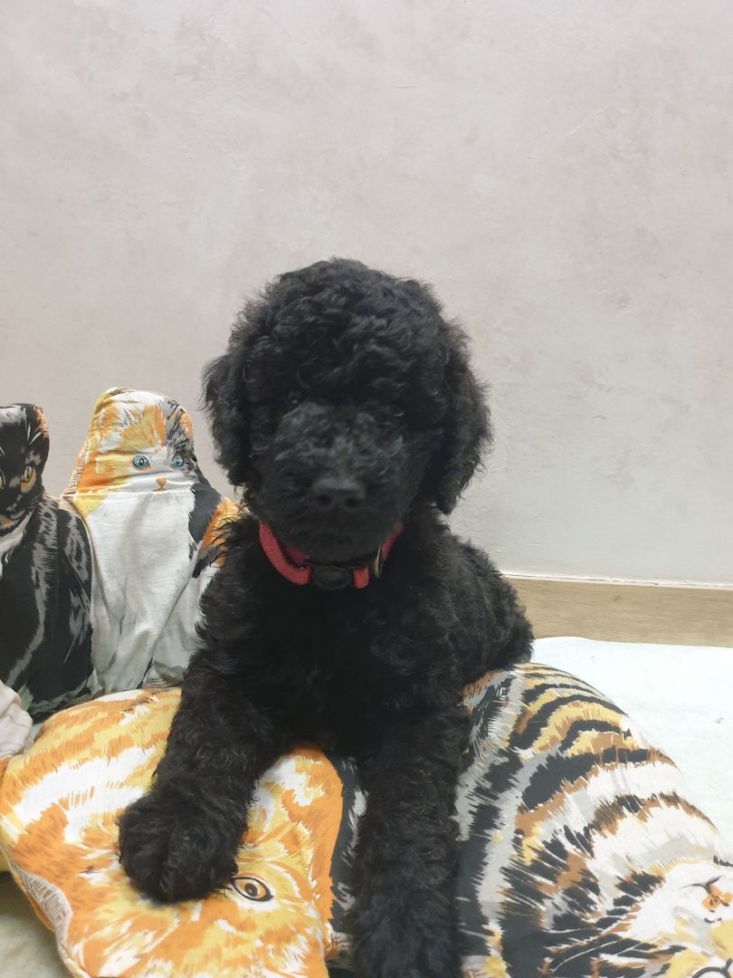 Liebe Königspudel Großpudel Welpen/ Pudel / Königspudelwelpen/ Großpudelwelpen 