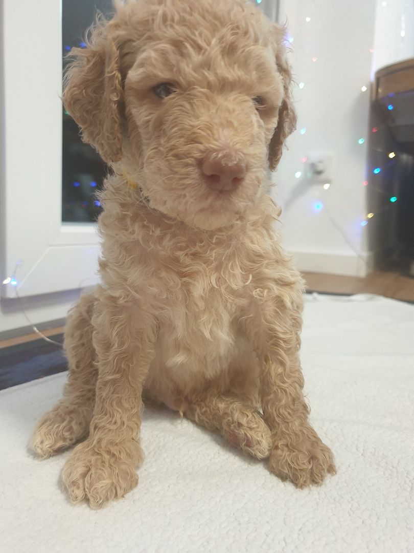 Liebe Königspudel Großpudel Welpen/ Pudel / Königspudelwelpen/ Großpudelwelpen 