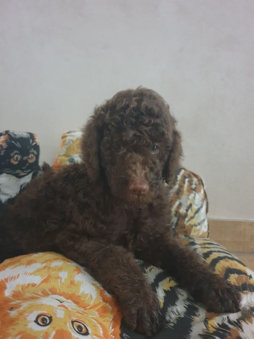 Liebe Königspudel Großpudel Welpen/ Pudel / Königspudelwelpen/ Großpudelwelpen 