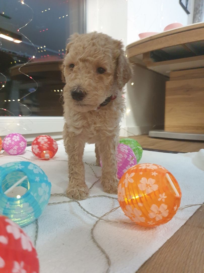 Liebe Königspudel Großpudel Welpen/ Pudel / Königspudelwelpen/ Großpudelwelpen 