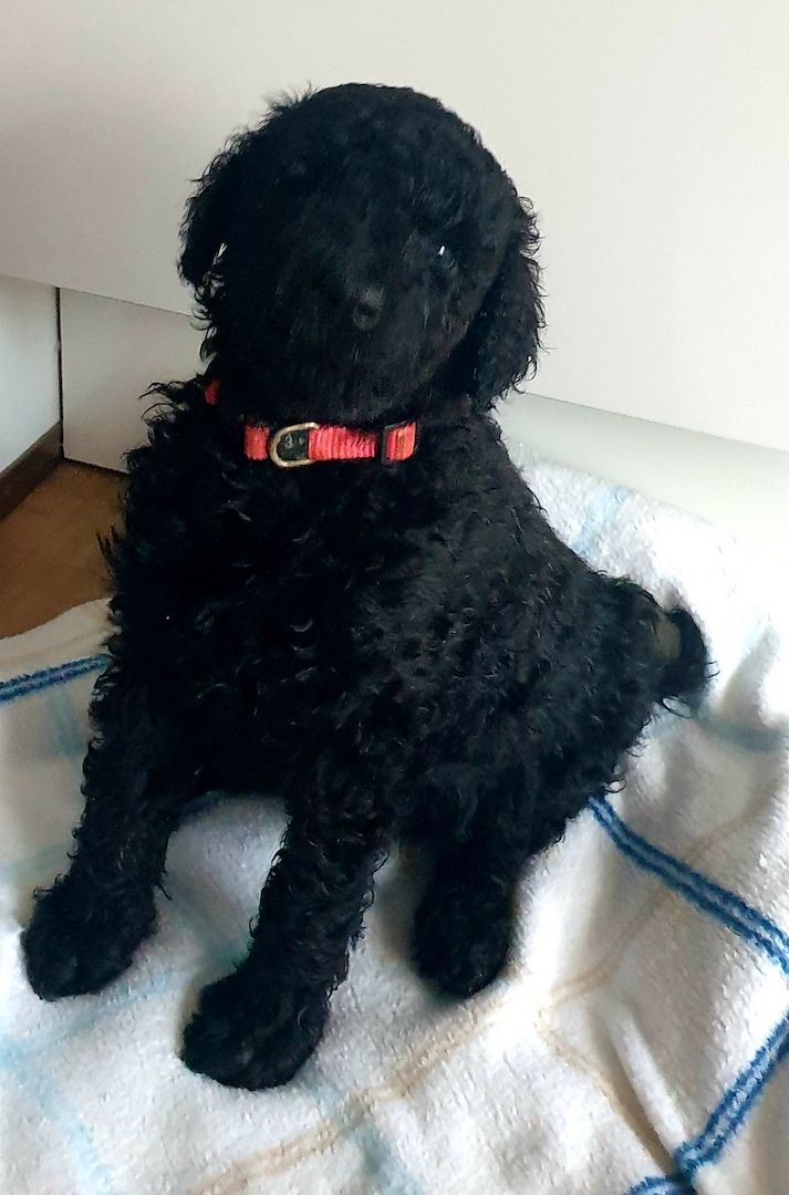 Liebe Königspudel Großpudel Welpen/ Pudel / Königspudelwelpen/ Großpudelwelpen 